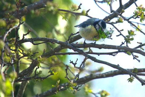 10 Fascinating Blue Tit Facts