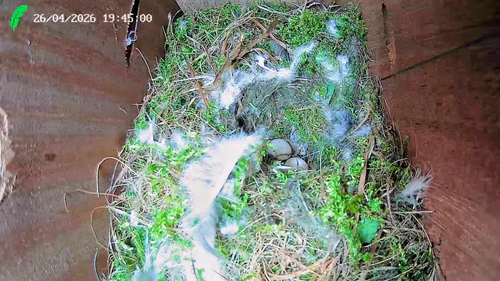 Blue Tit Nesting: What to expect in Northumberland, UK