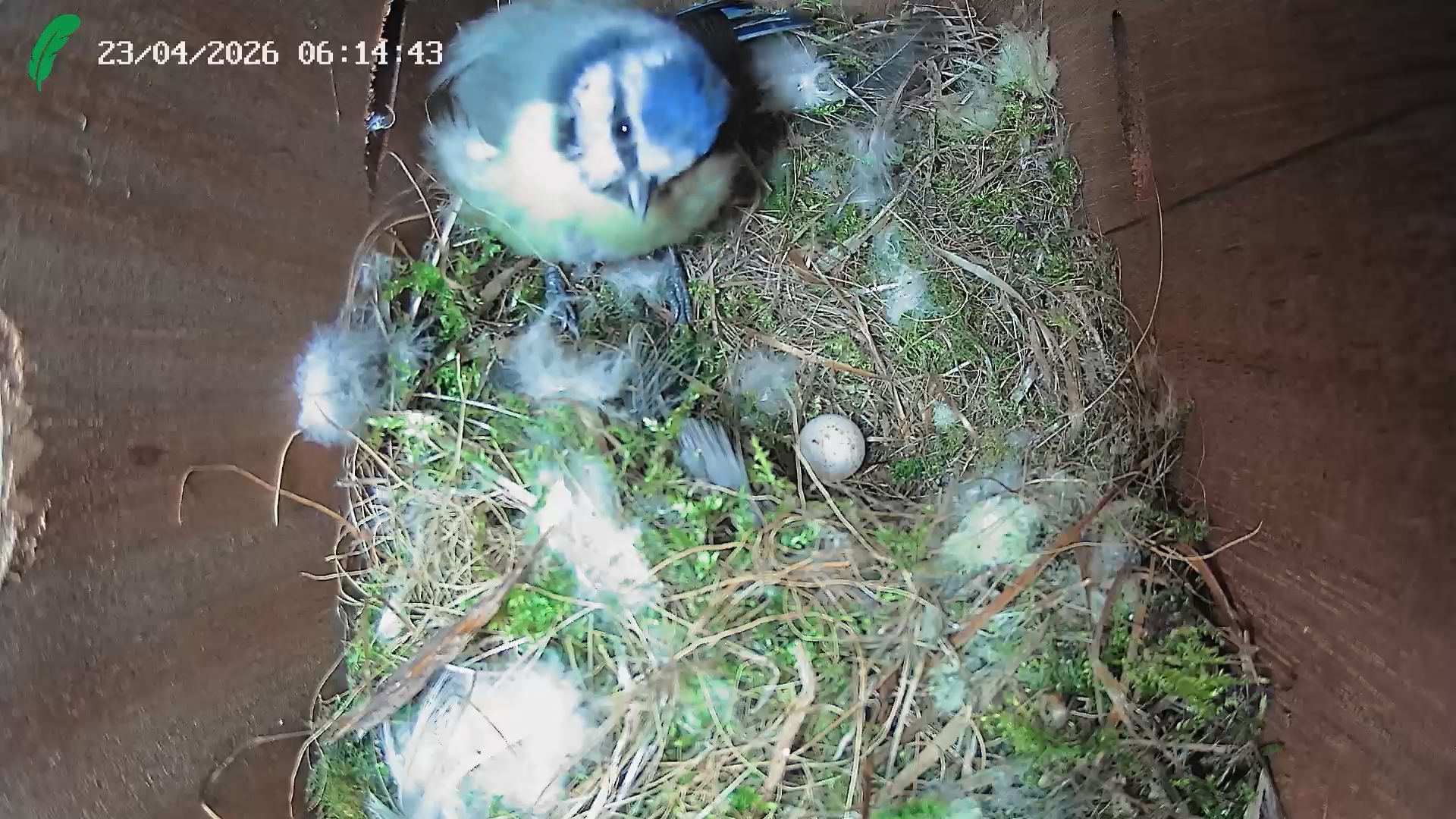Our blue tit lays her first egg
