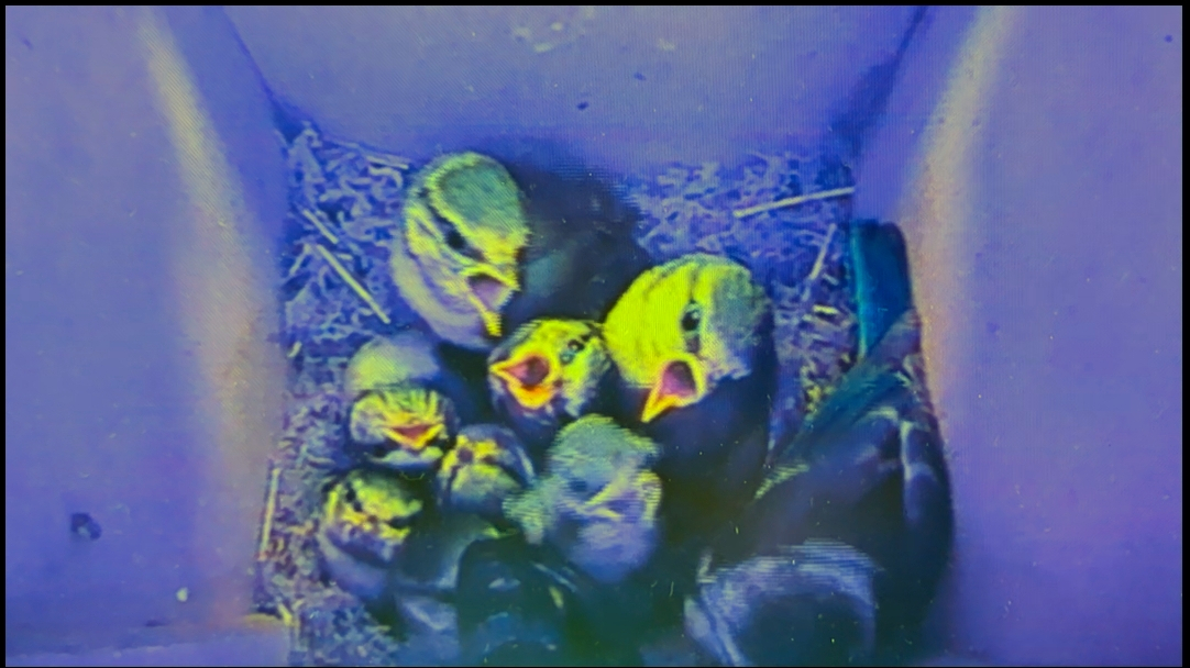 Our first blue tit family