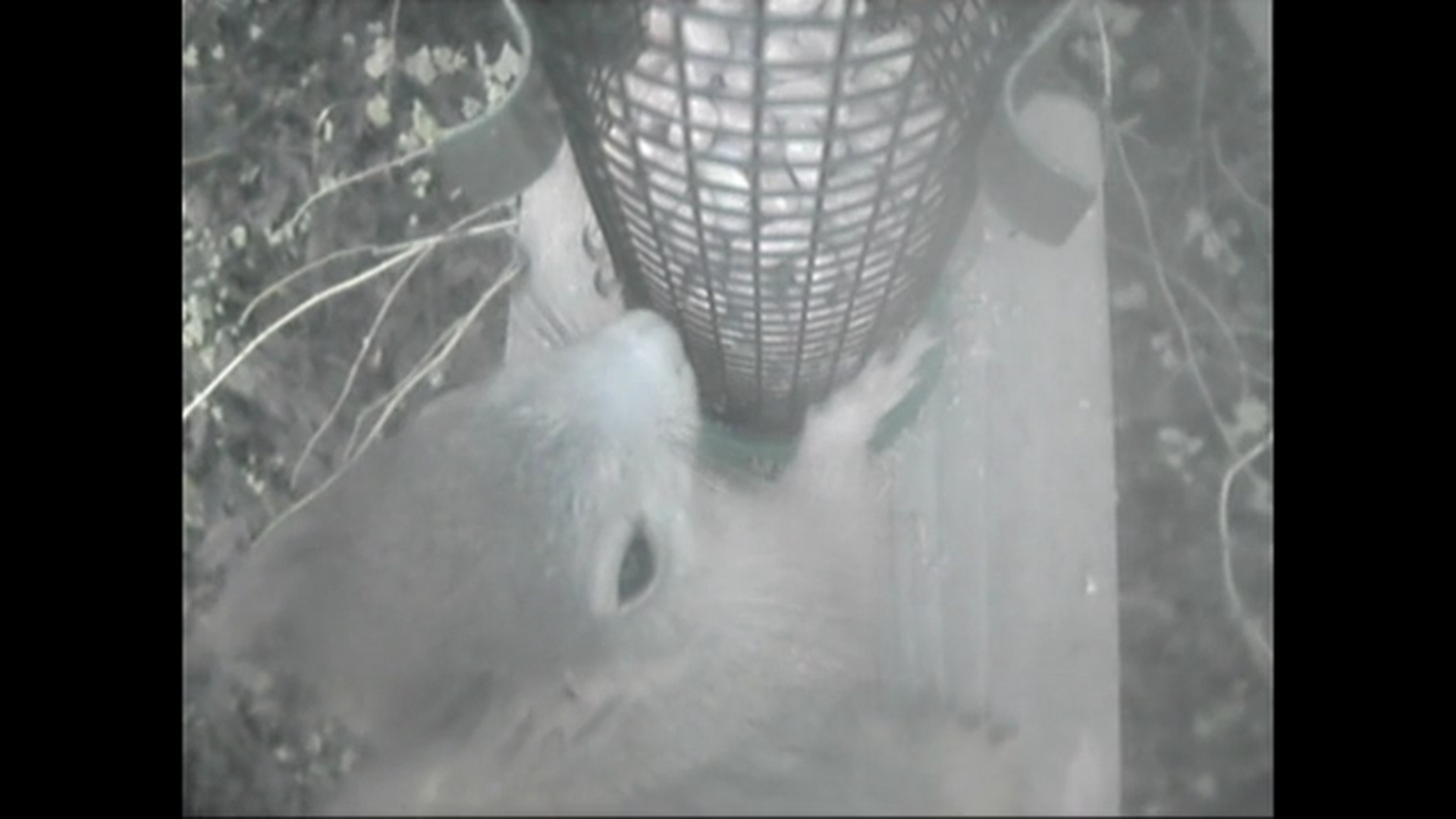 Red squirrel on the bird feeder